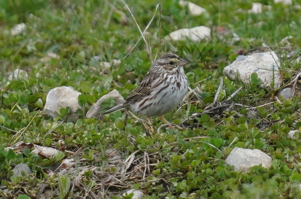 Savannah Sparrow - ML633063512