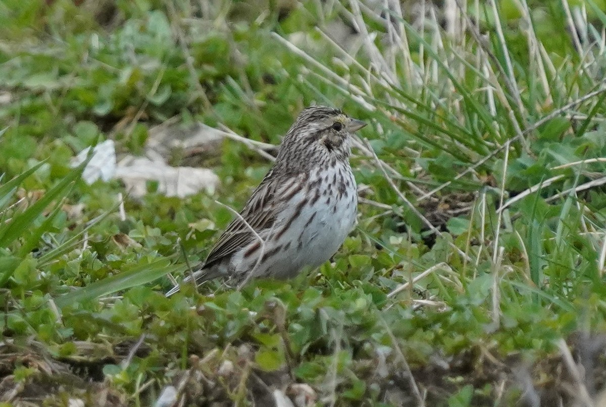 Savannah Sparrow - ML633063513