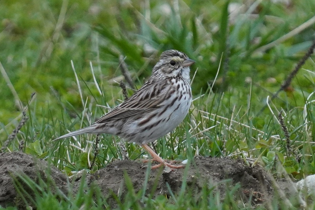 Savannah Sparrow - ML633063523