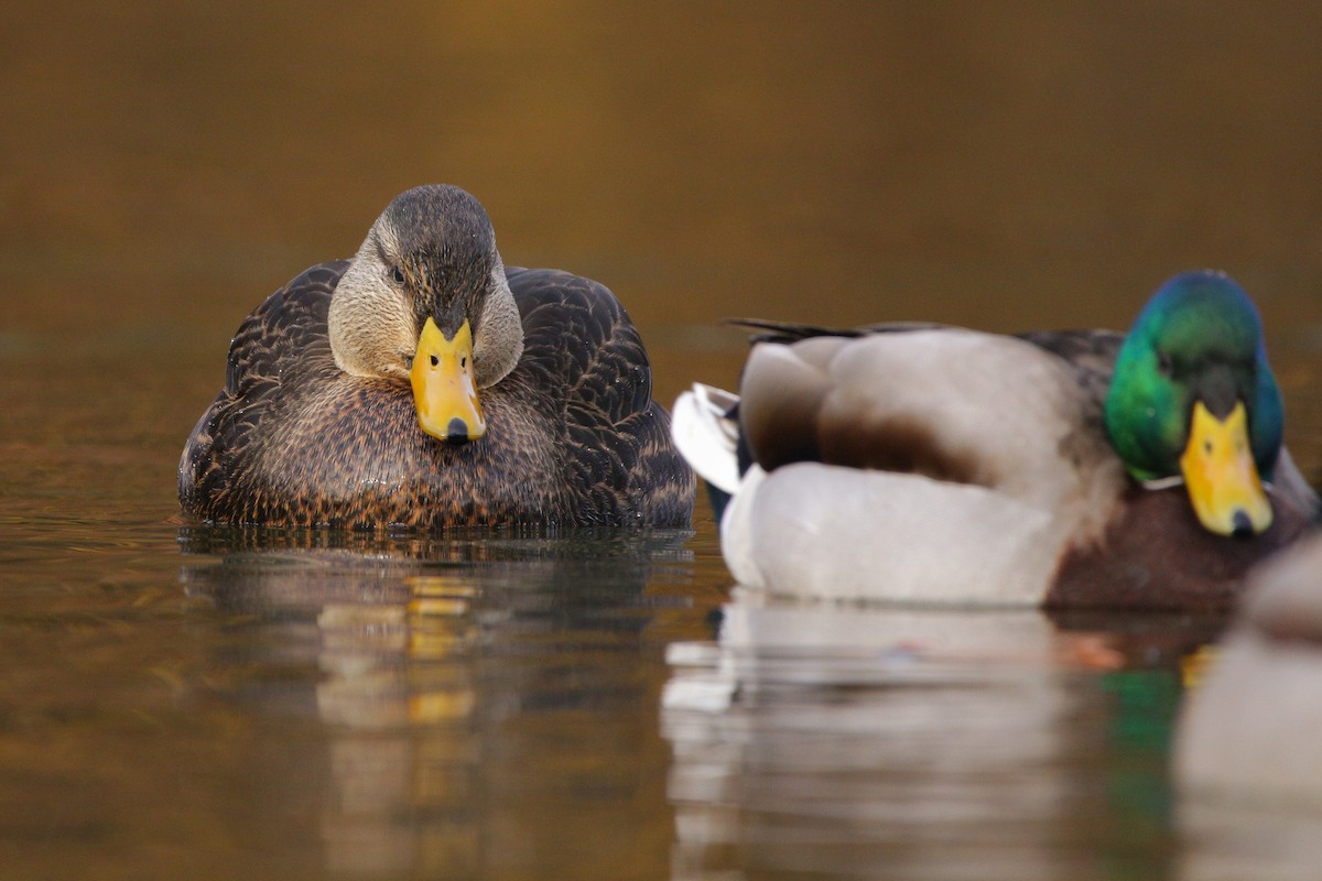 American Black Duck - ML633063532