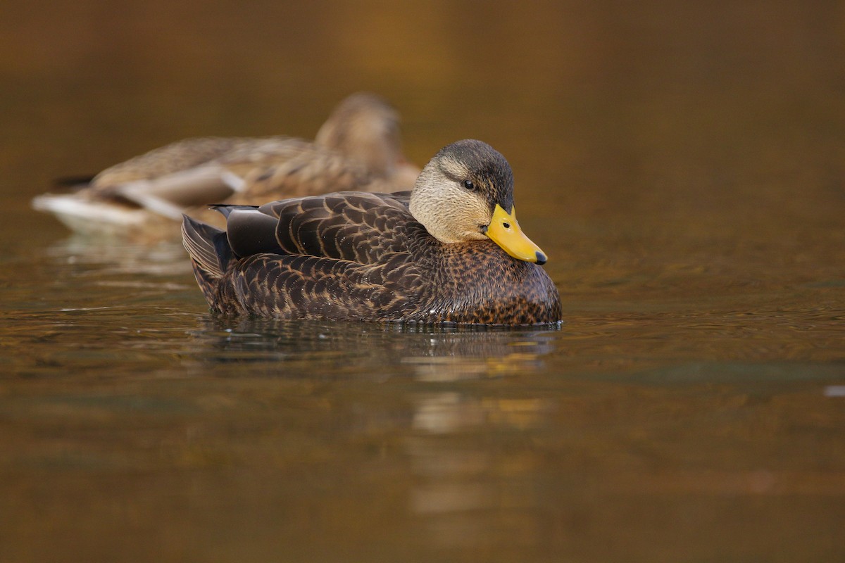 American Black Duck - ML633063533