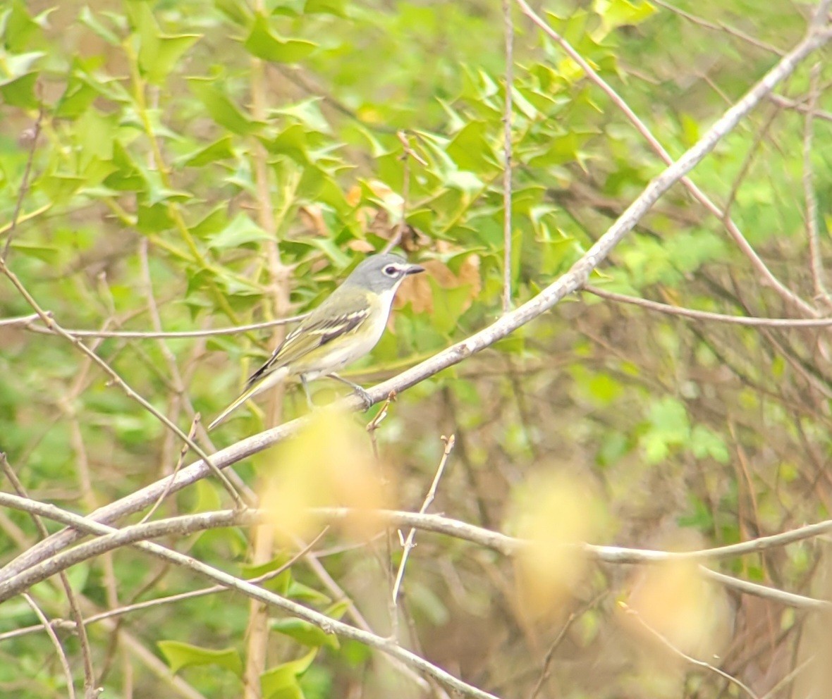 Blue-headed Vireo - ML633063534