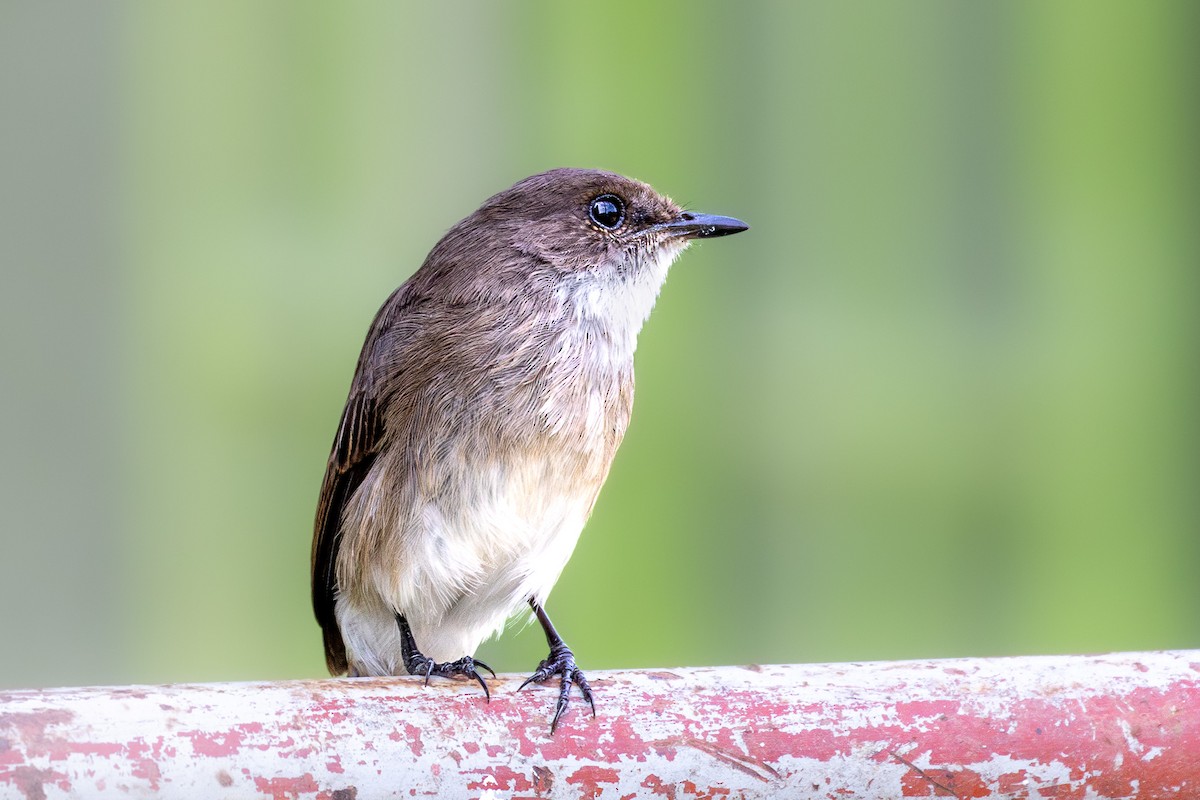 Swamp Flycatcher - ML633063708
