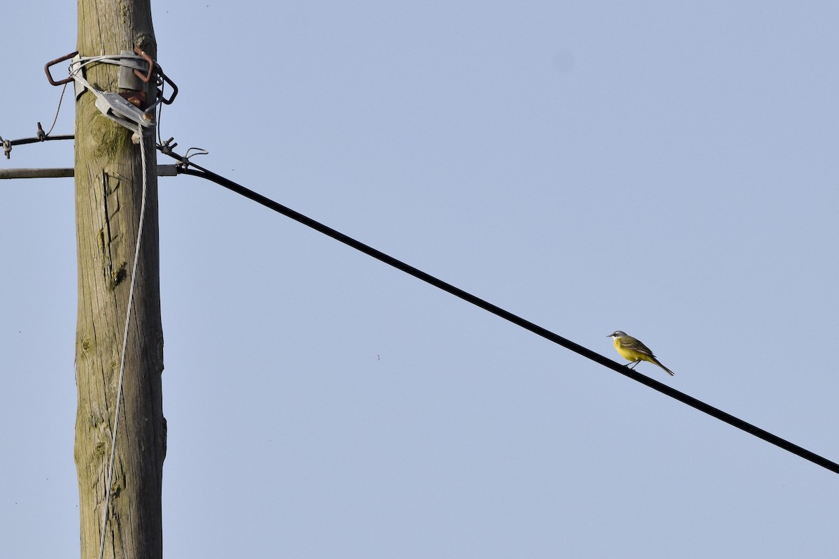 Өрнийн шар цэгцгий - ML633063711