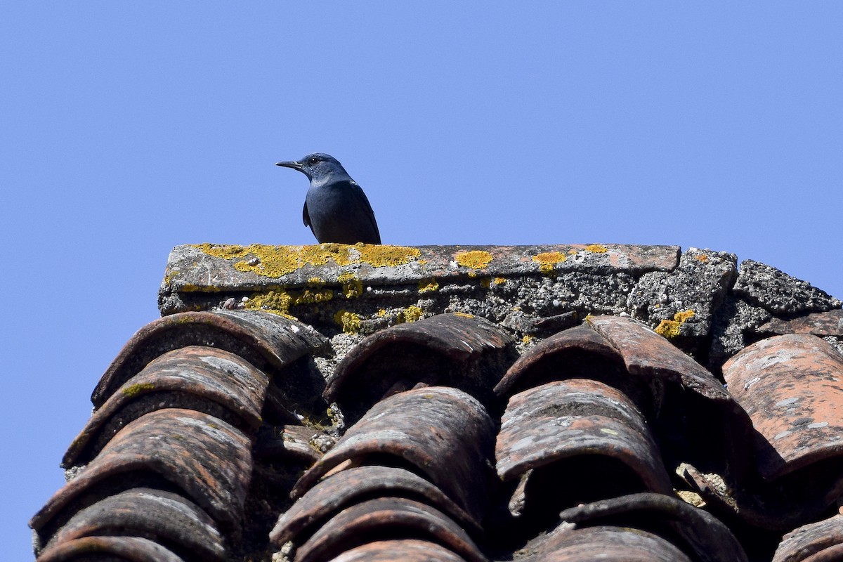 Цэнхэр жижир - ML633063718