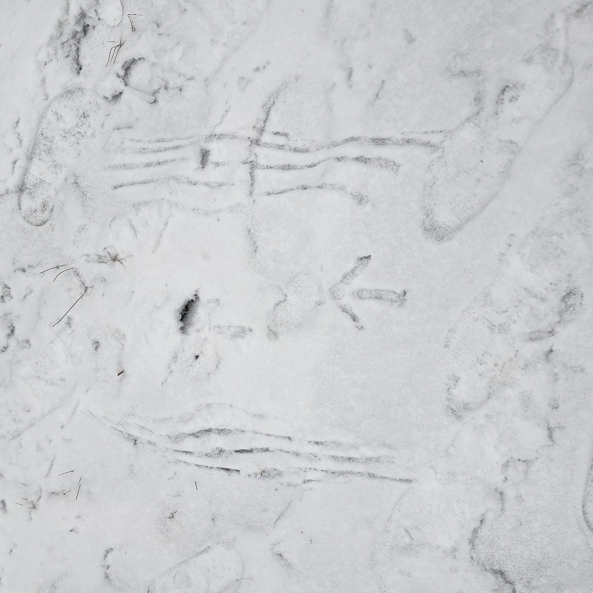 Tacchino selvatico - ML633063749