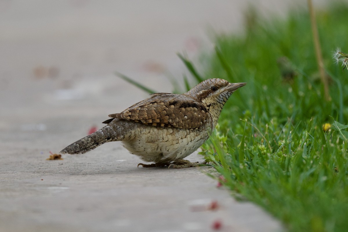 Eurasian Wryneck - ML633063908