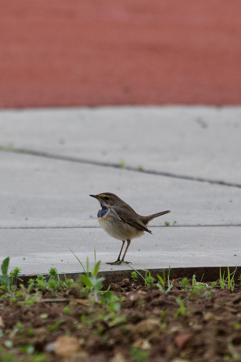 Bluethroat - ML633063920