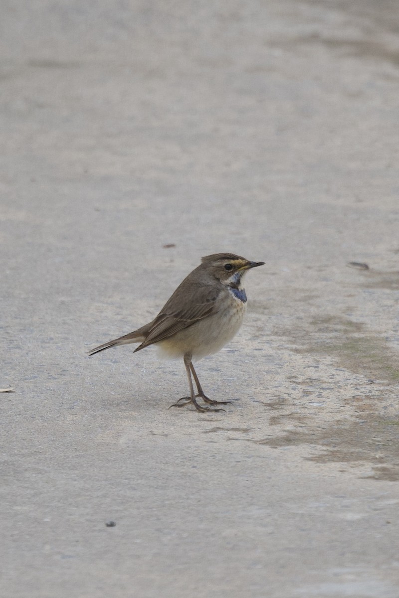 Bluethroat - ML633063921