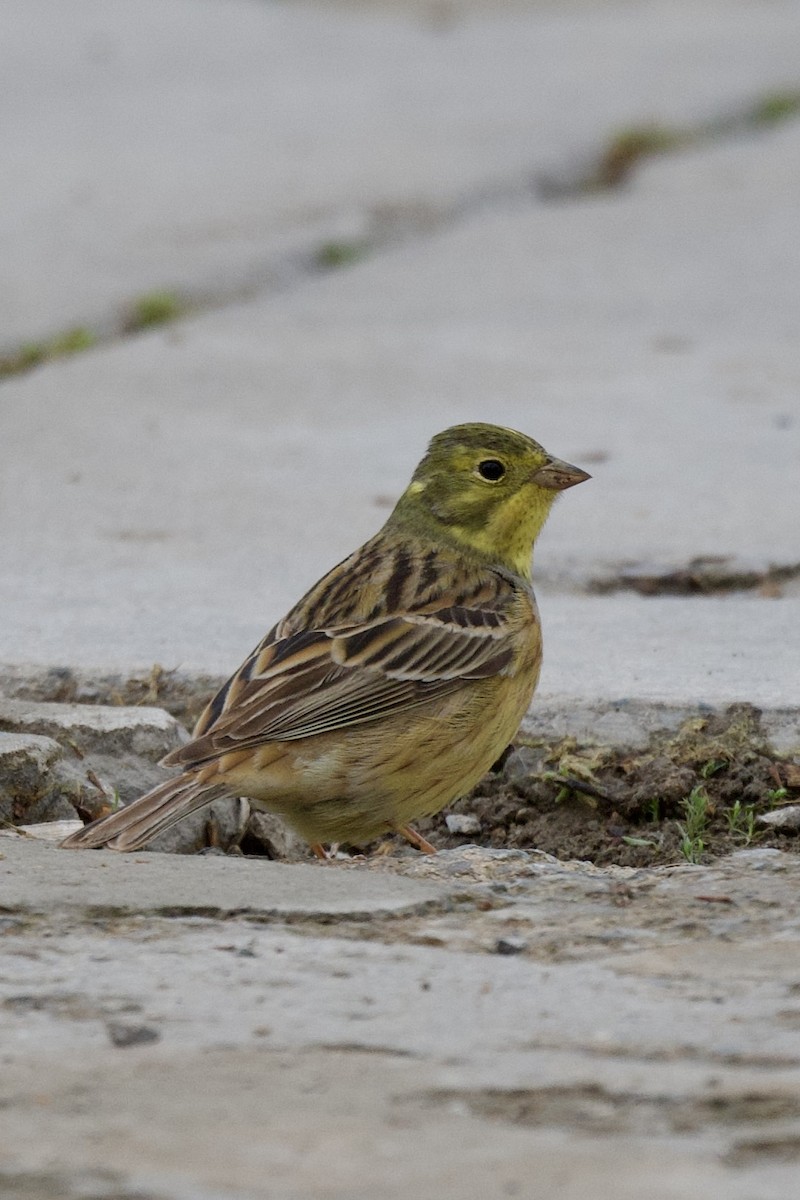 Yellowhammer - ML633063930