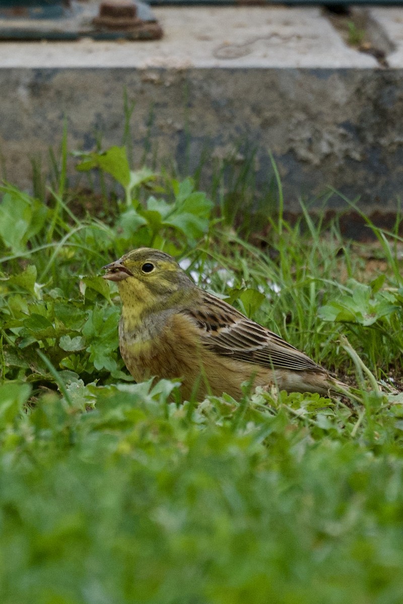 Yellowhammer - ML633063931