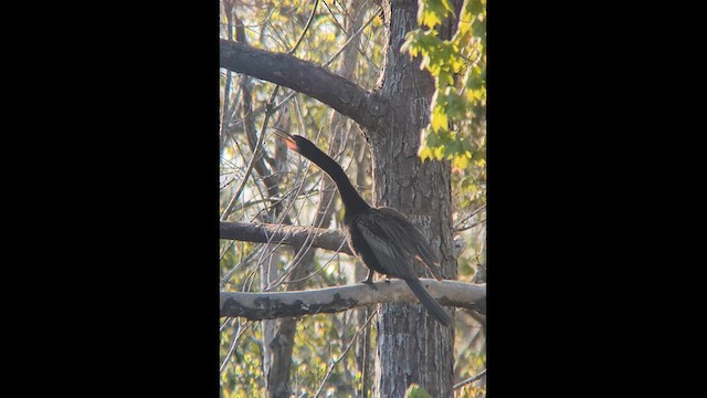 Anhinga - ML633063934
