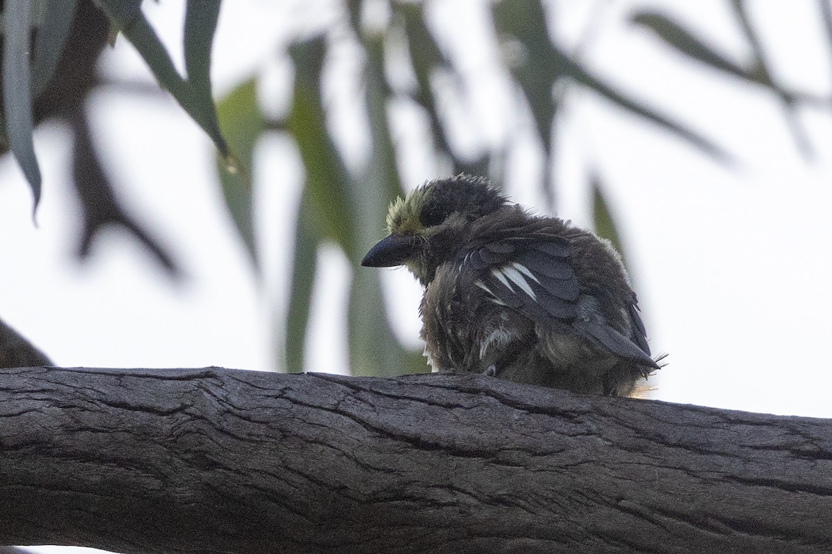 Whyte's Barbet - ML633063959