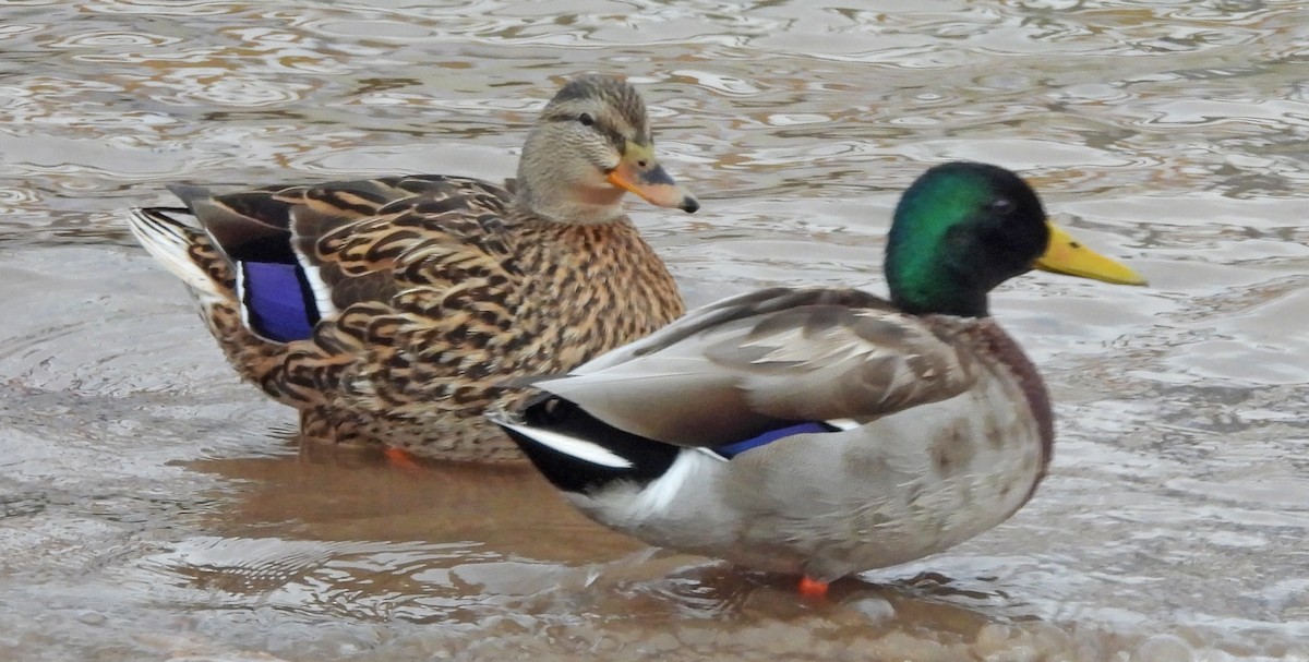 マガモ - ML633063962