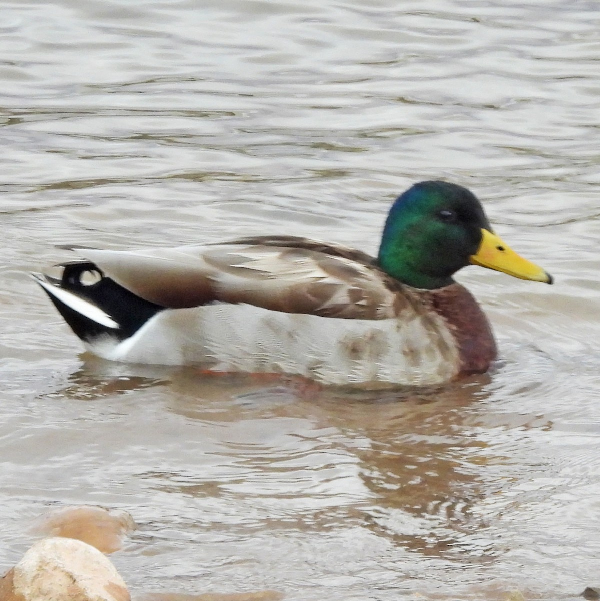 マガモ - ML633063968