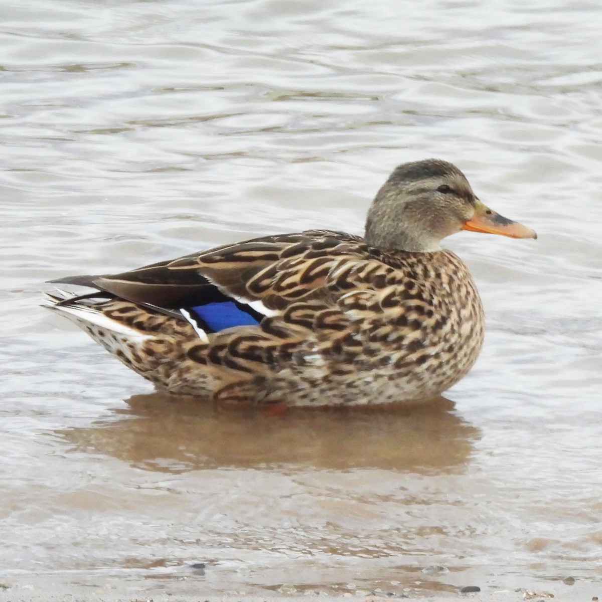 マガモ - ML633063970