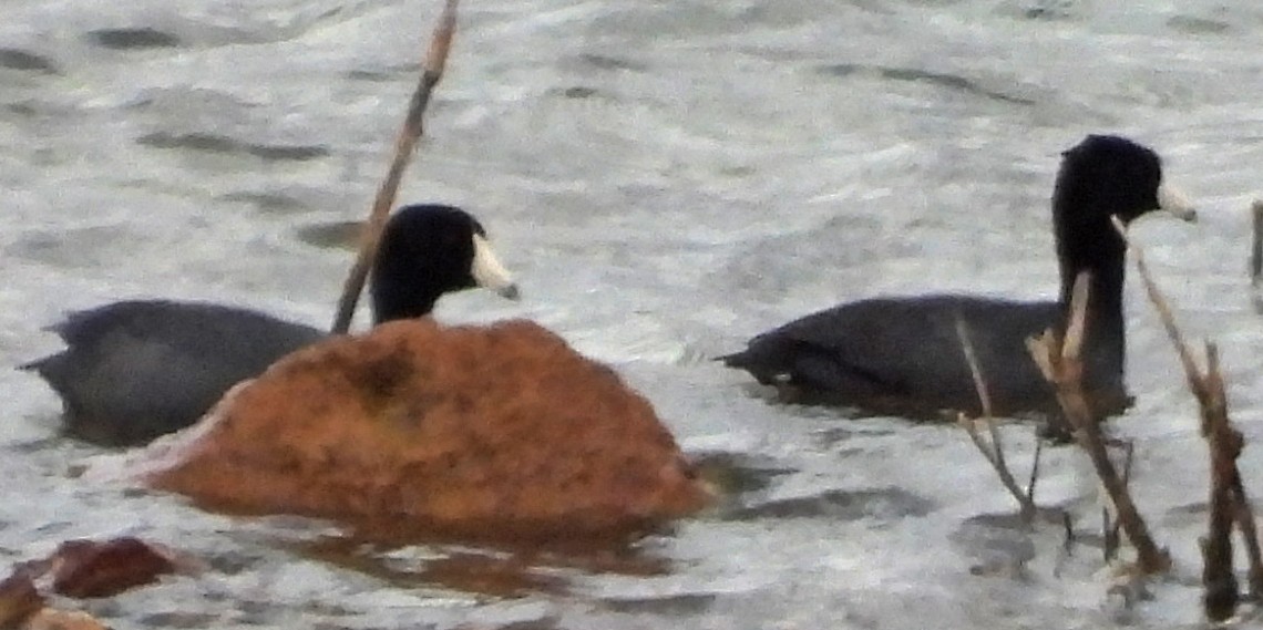 アメリカオオバン（赤い額板） - ML633063973