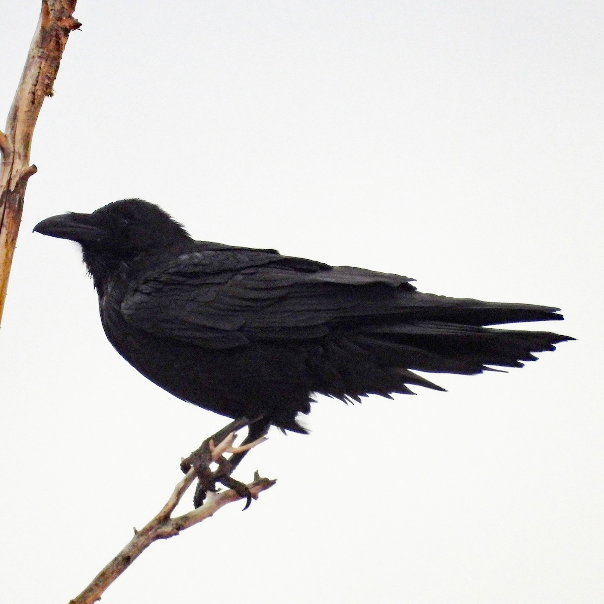 ワタリガラス - ML633063977