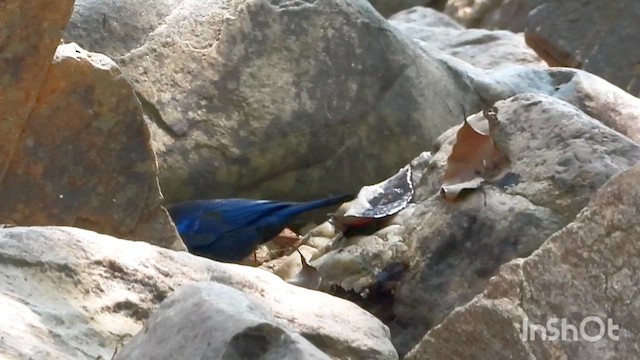 Malabar Whistling-Thrush - ML633064009