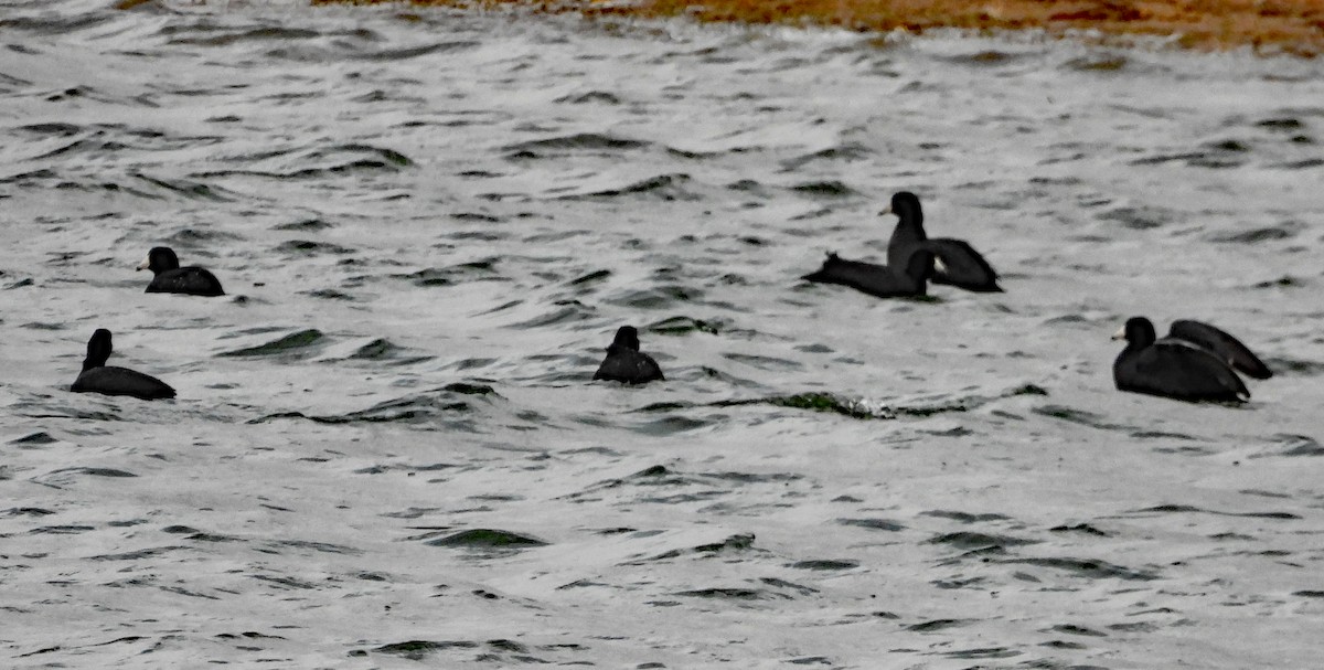 American Coot (Red-shielded) - ML633064044