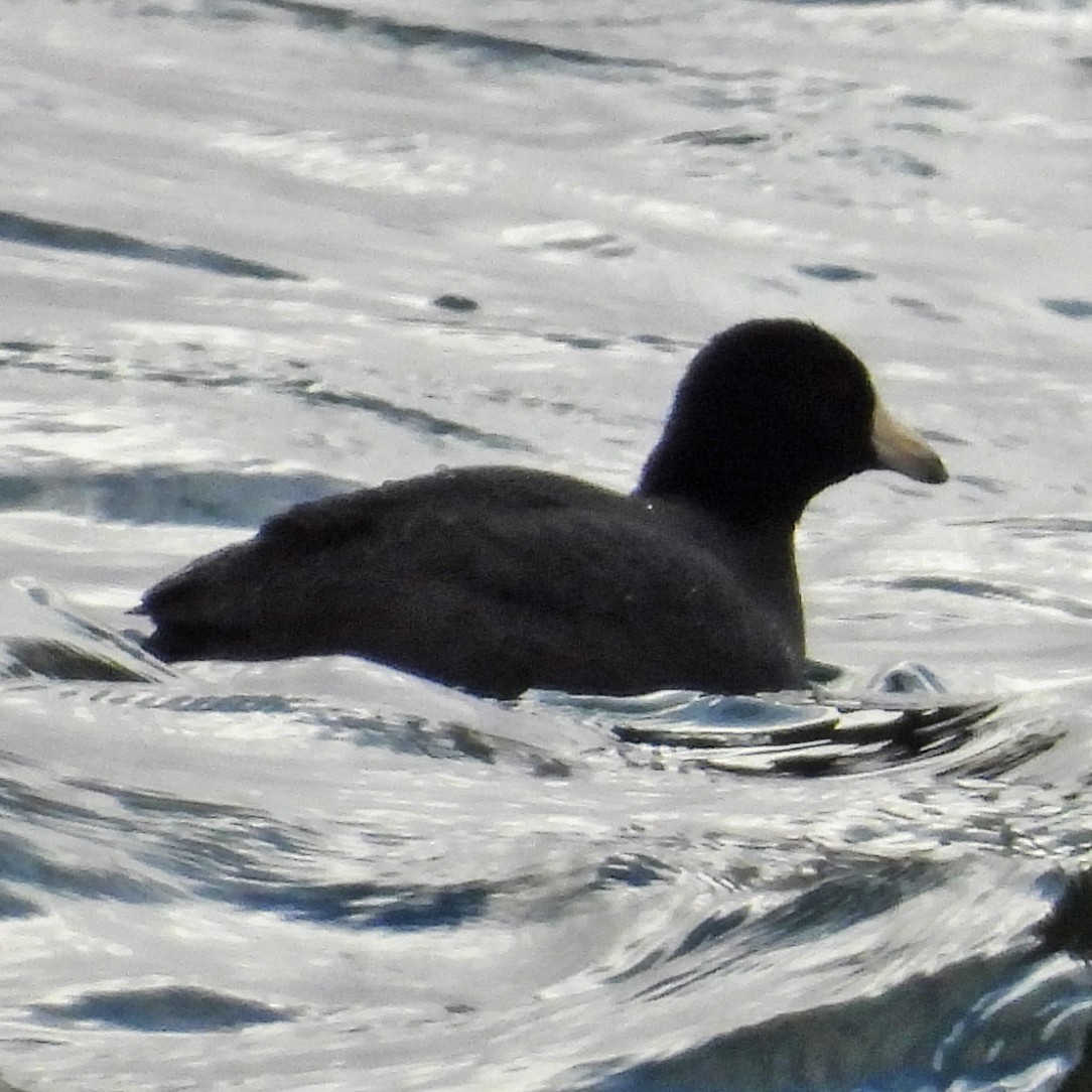 American Coot (Red-shielded) - ML633064050