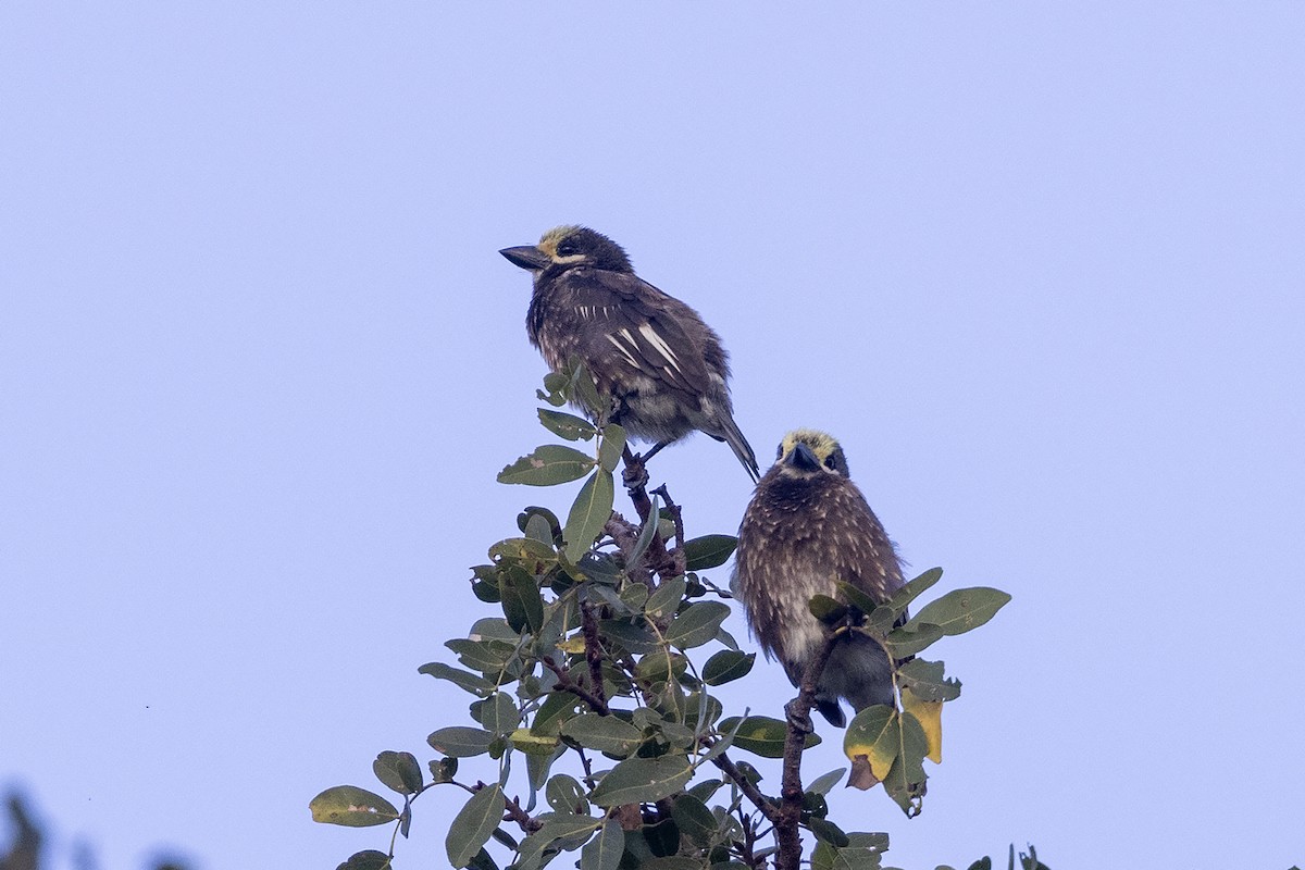 Whyte's Barbet - ML633064067