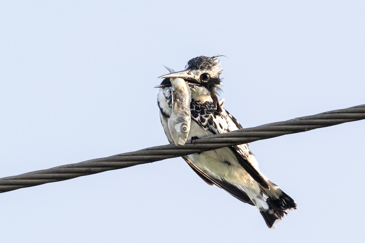 rybařík jižní - ML633064121