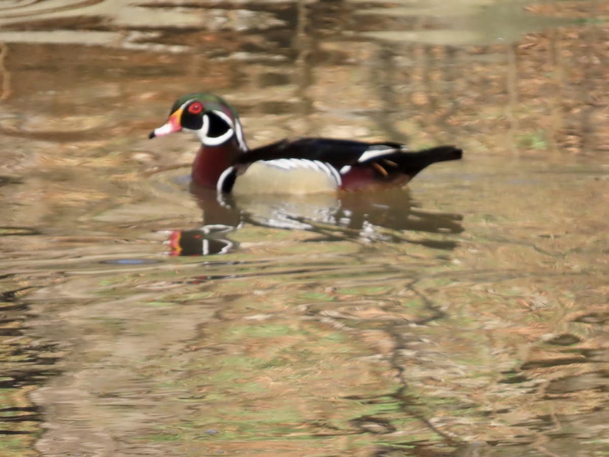 Wood Duck - ML633064234