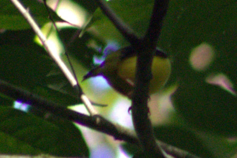 White-collared Manakin - ML633064254