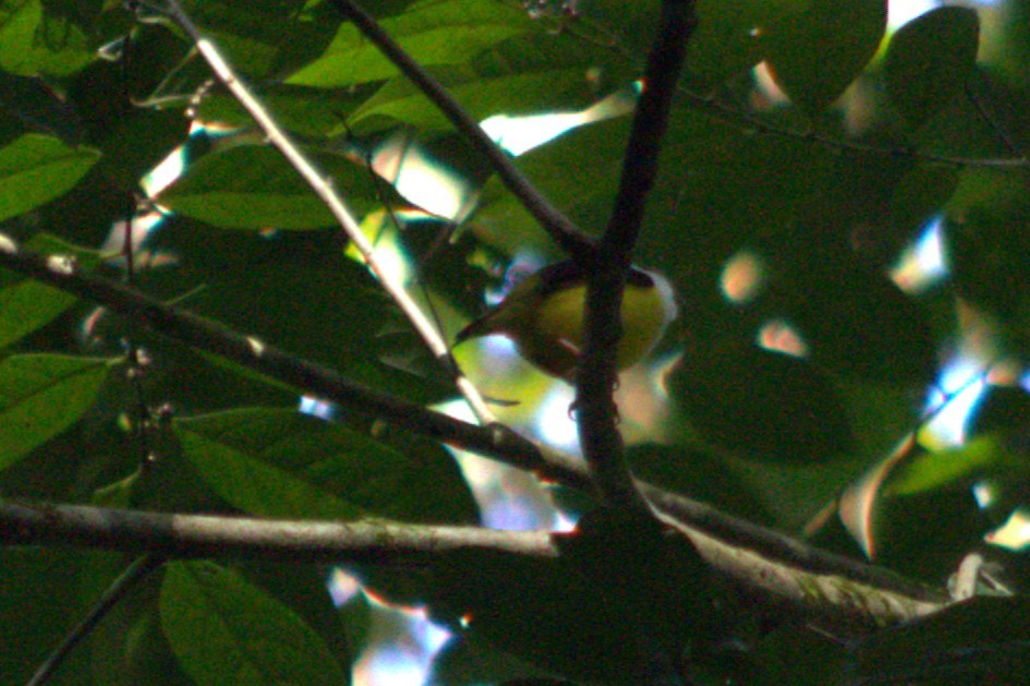 White-collared Manakin - ML633064255