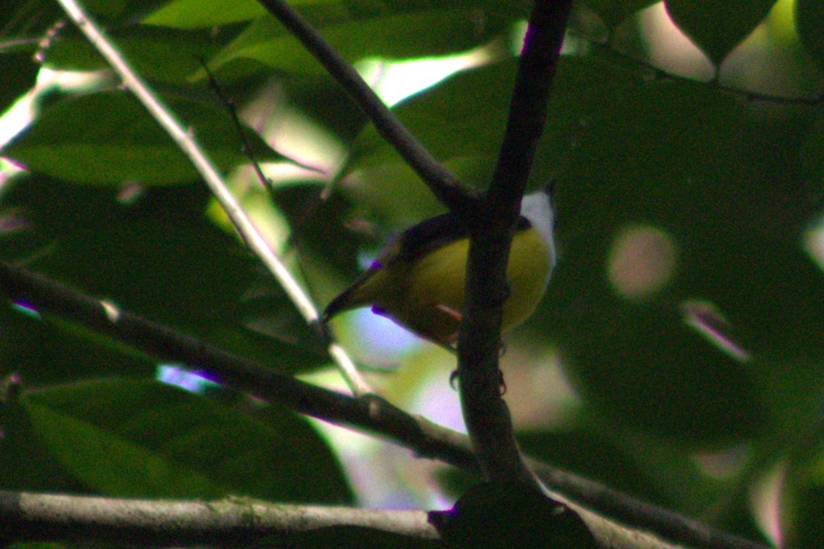 White-collared Manakin - ML633064256