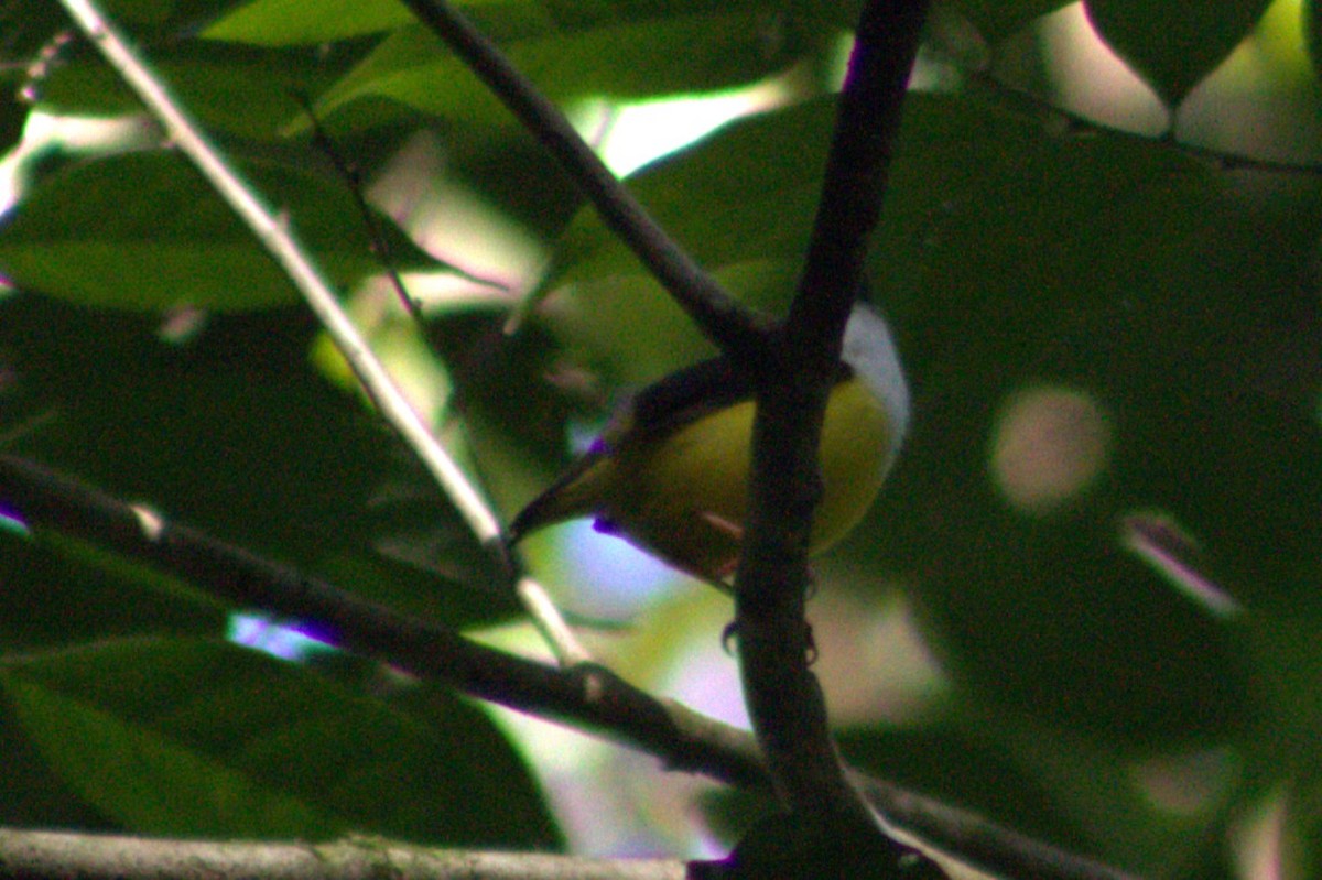 White-collared Manakin - ML633064257