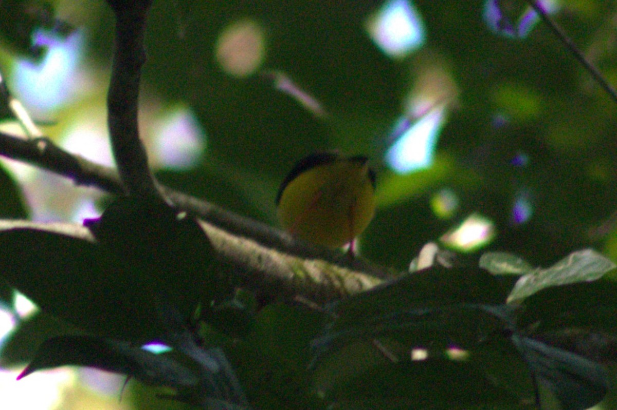 White-collared Manakin - ML633064258