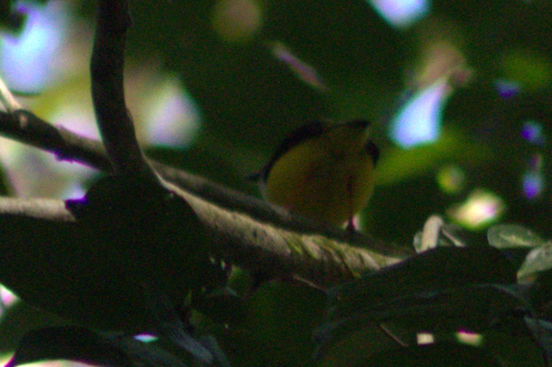 White-collared Manakin - ML633064259