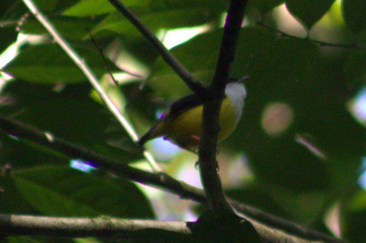 White-collared Manakin - ML633064260