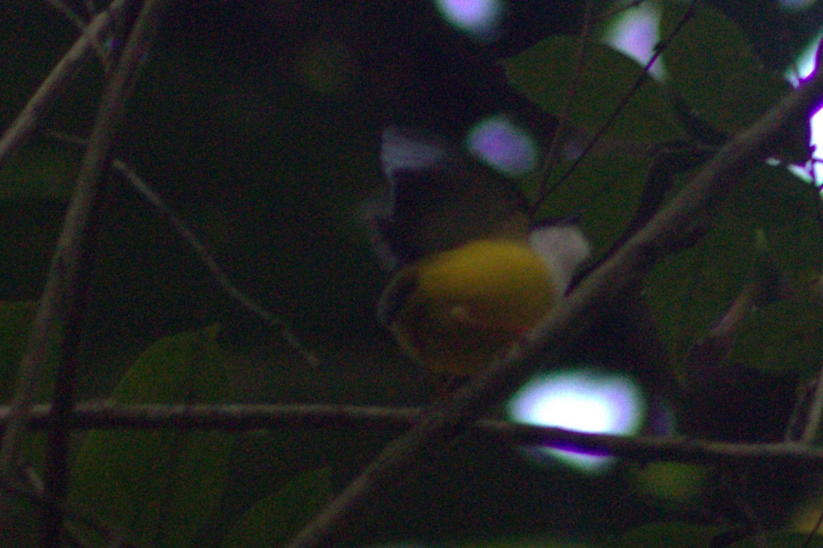 White-collared Manakin - ML633064270
