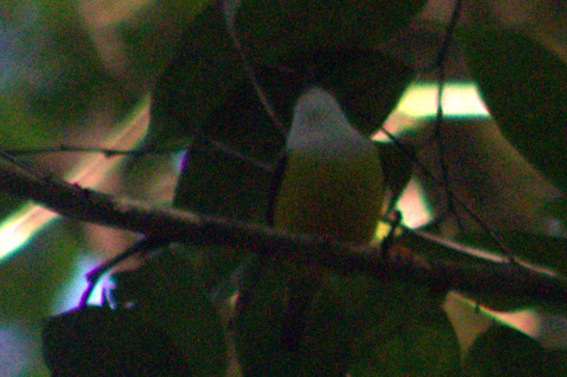 White-collared Manakin - ML633064271