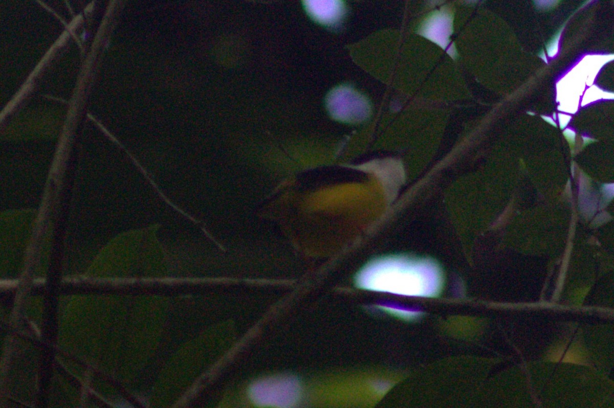 White-collared Manakin - ML633064272