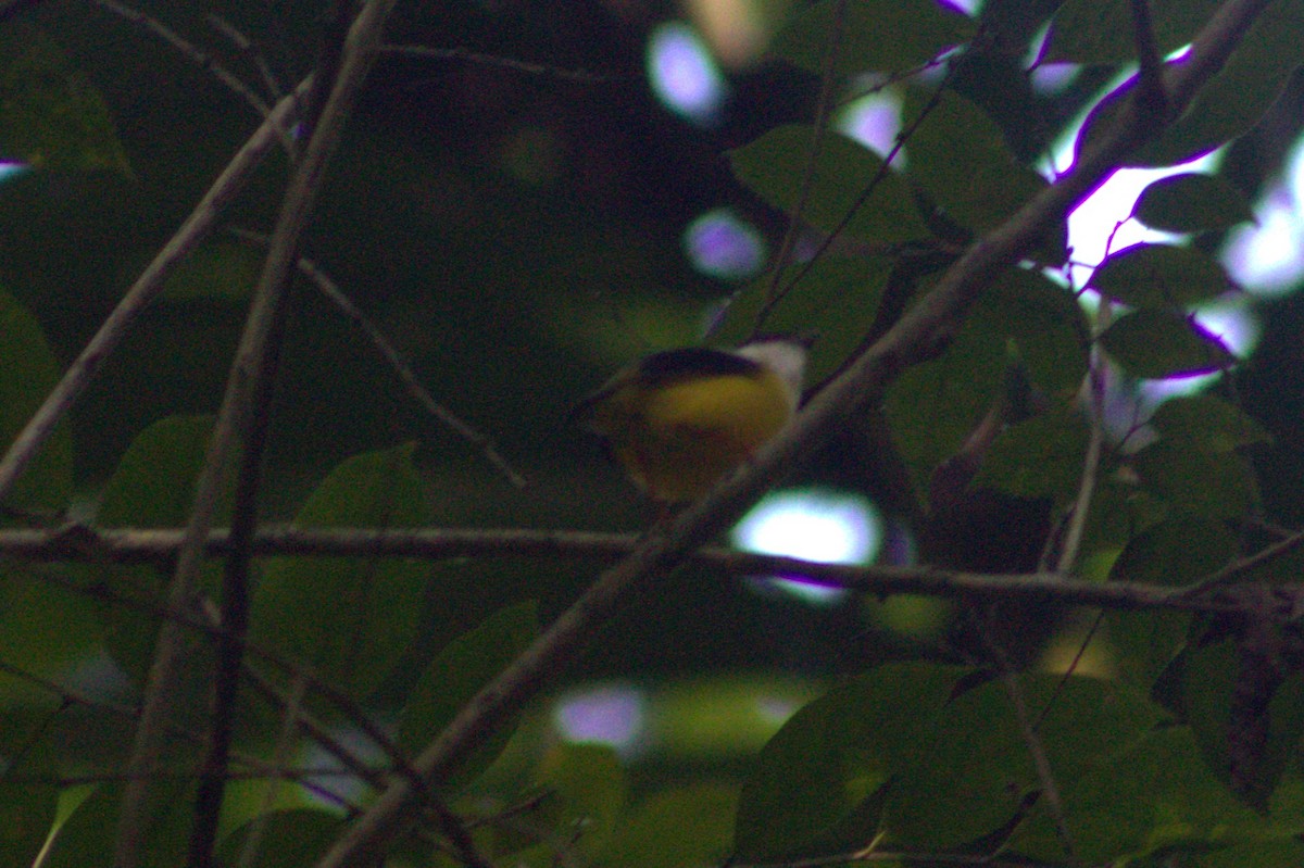 White-collared Manakin - ML633064273