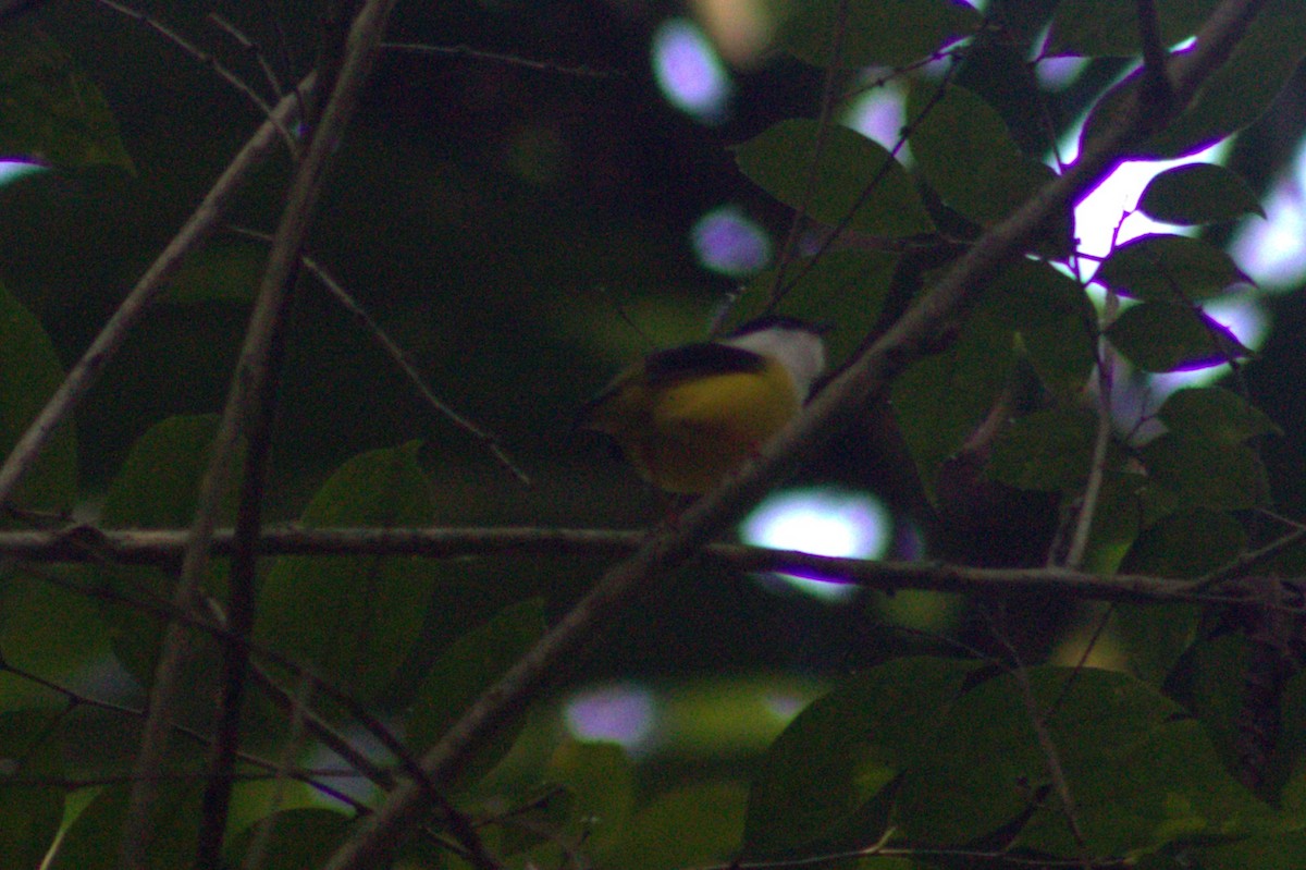 White-collared Manakin - ML633064274