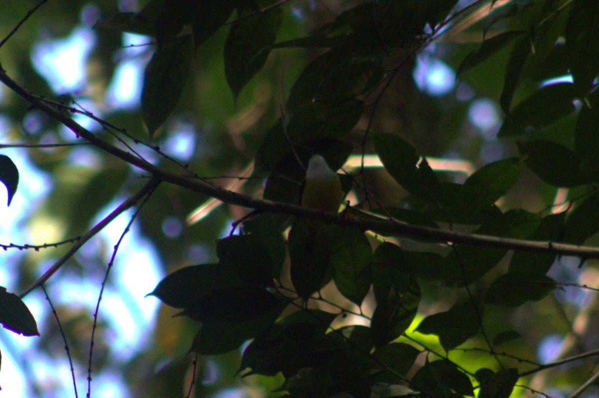 White-collared Manakin - ML633064275