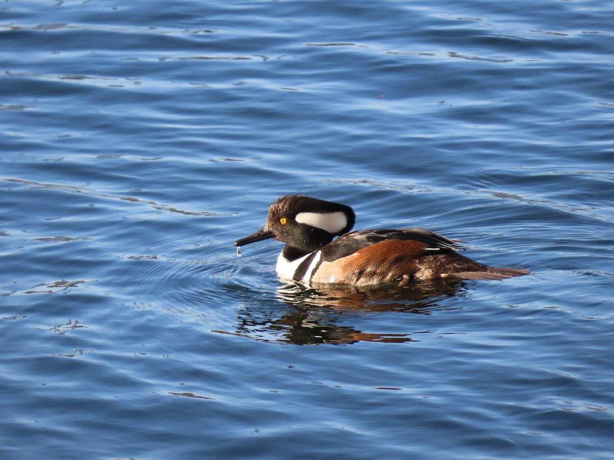 Hooded Merganser - ML633064279