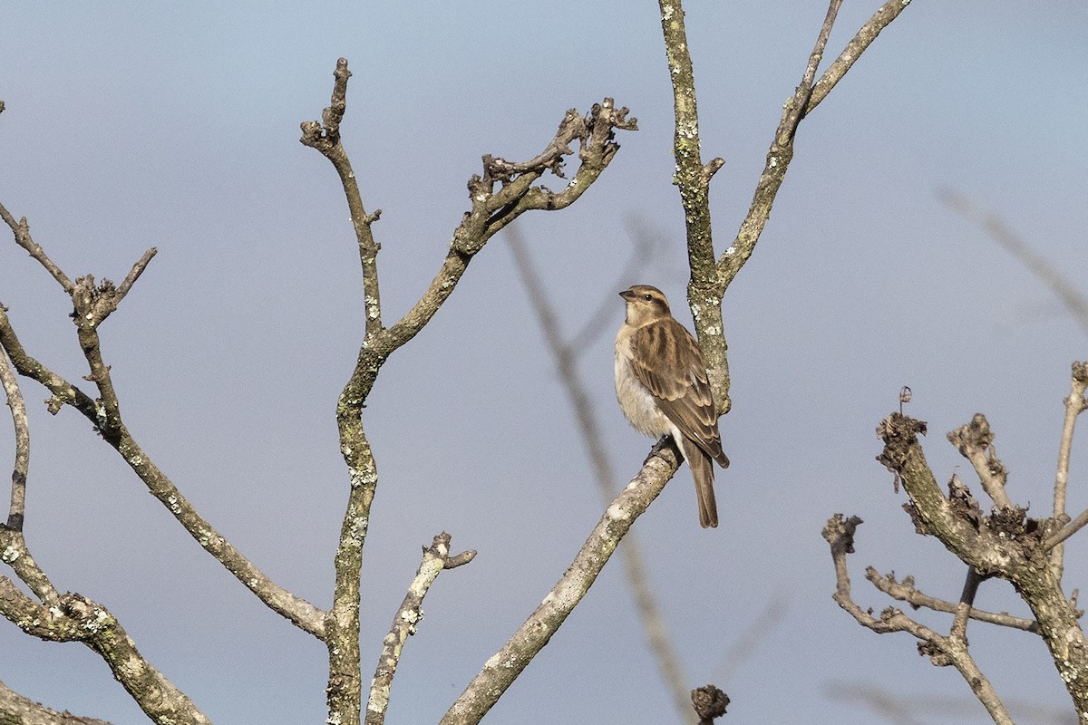 Yellow-throated Bush Sparrow - ML633064342