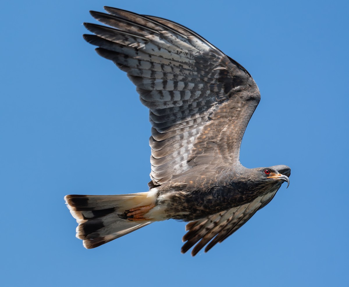 Snail Kite - ML633064491