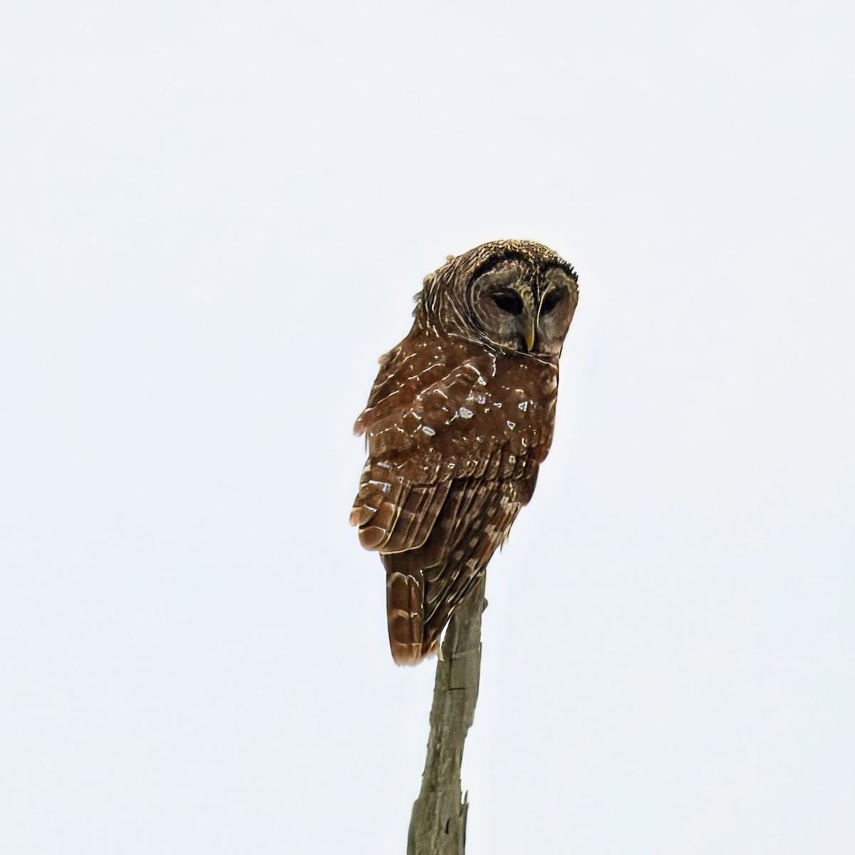 Barred Owl - ML633064563