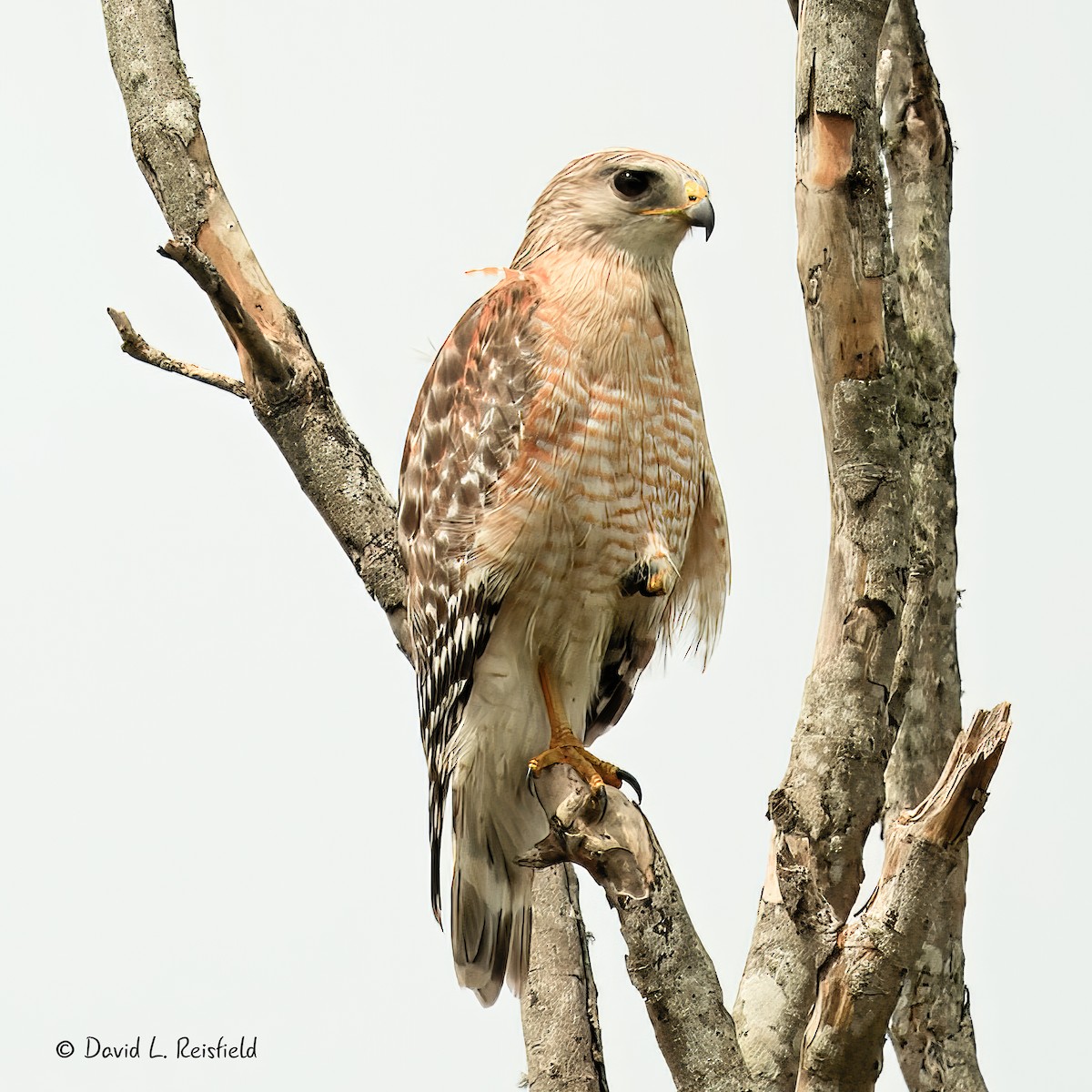 Red-shouldered Hawk - ML633064588