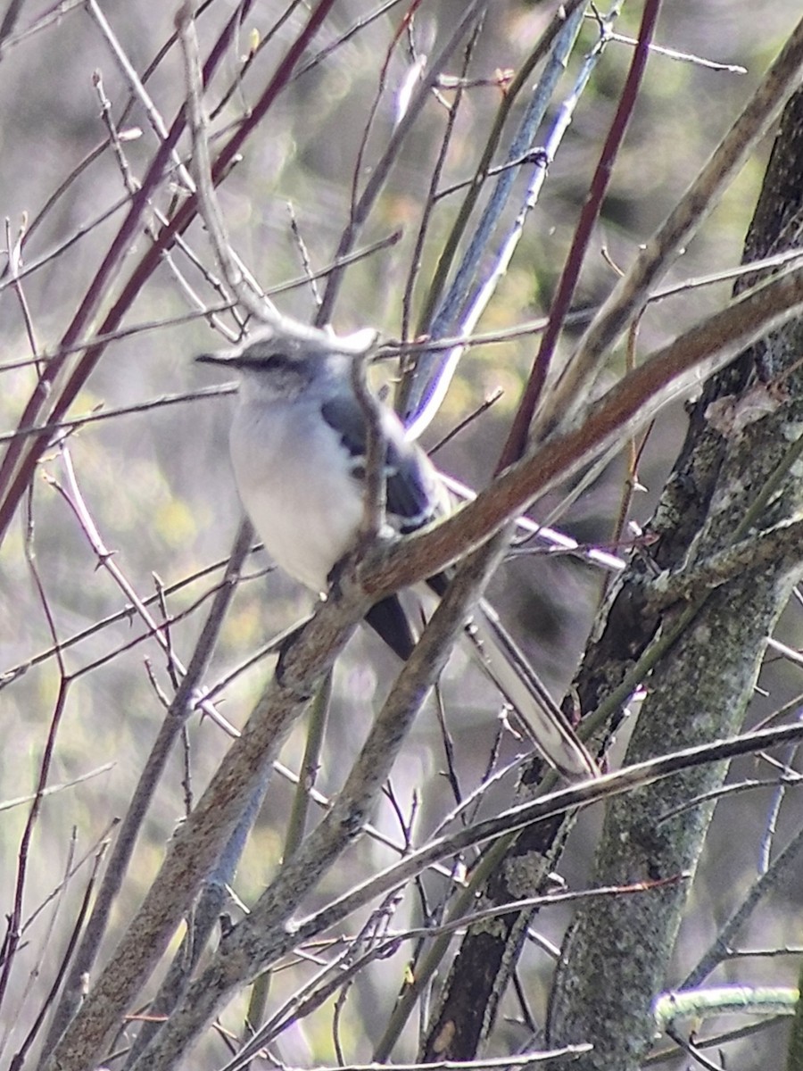 Многоголосый пересмешник - ML633064615