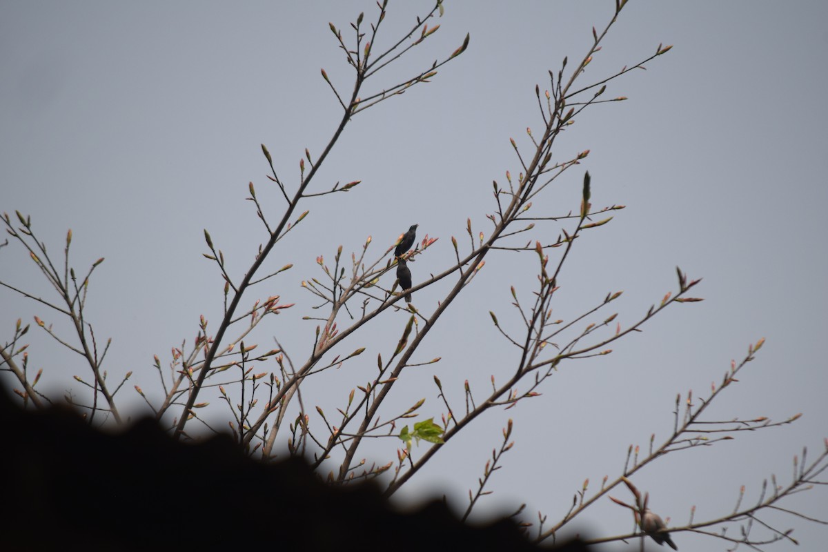 White-throated Kingfisher - ML633064692