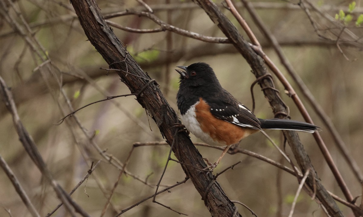 雑種 ホシワキアカトウヒチョウ x ワキアカトウヒチョウ - eBird