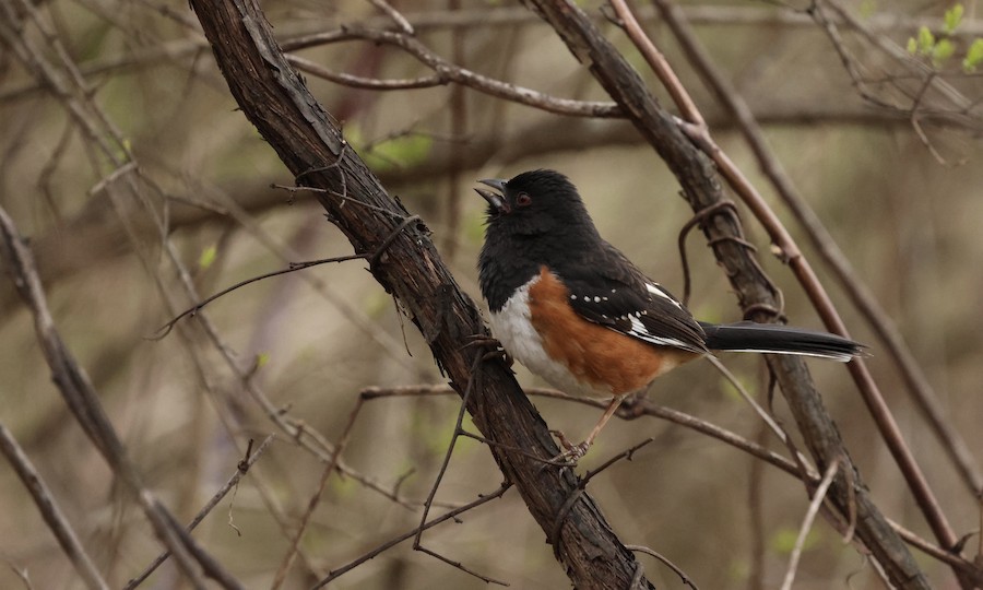 雑種 ホシワキアカトウヒチョウ x ワキアカトウヒチョウ - eBird